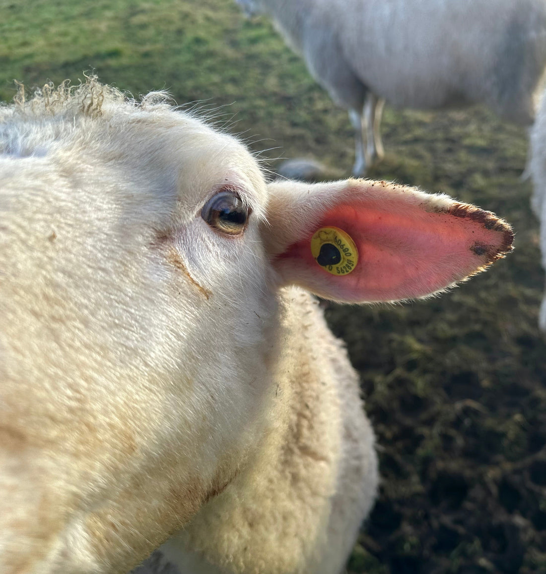 Gabbie from Wild by Nature with a sheep, inspiring the sheep's milk soap range made in Scotland