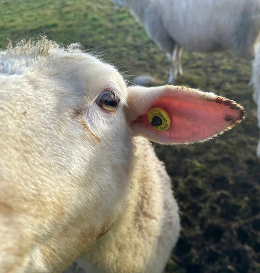 Gabbie from Wild by Nature with a sheep, inspiring the sheep's milk soap range made in Scotland