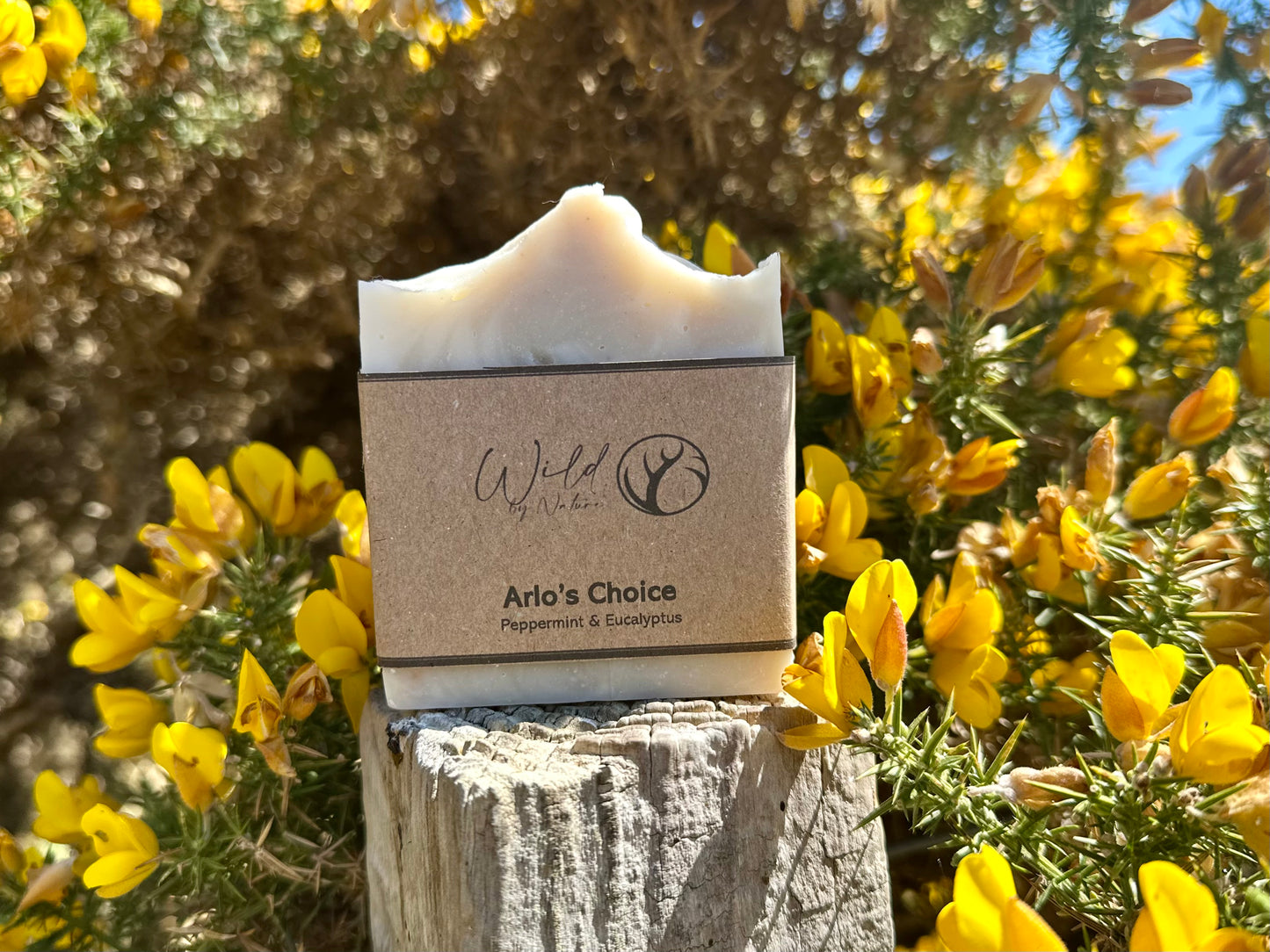 Arlo's Choice